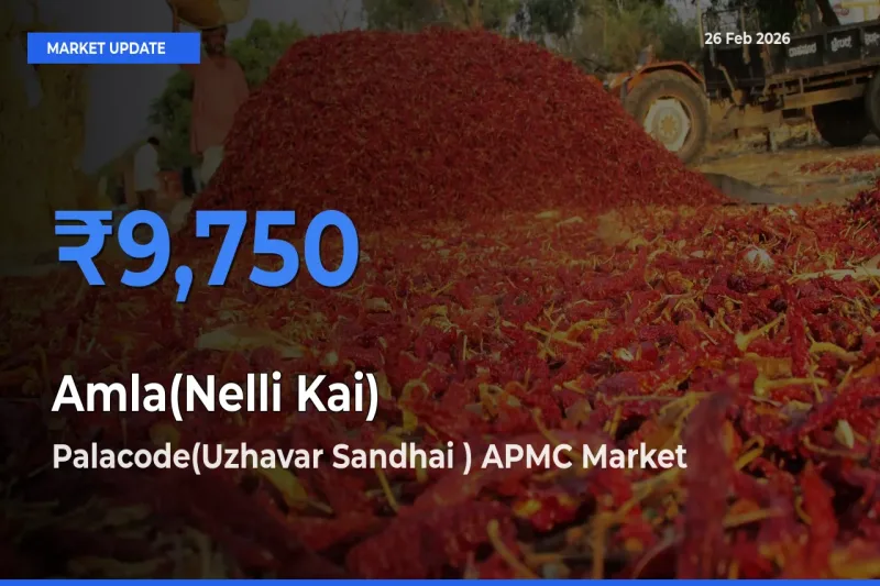 Farmers Prefer Palacode(Uzhavar Sandhai ) APMC as Amla(Nelli Kai) Hits Highest Rate