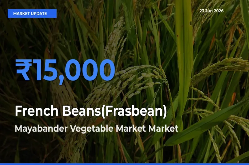 Mayabander Vegetable Market Emerges as Top Mandi for French Beans(Frasbean) Prices Today