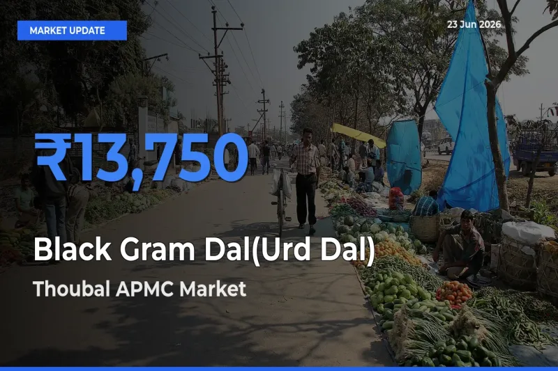 Thoubal APMC Leads as Top Mandi for Black Gram Dal(Urd Dal) Prices