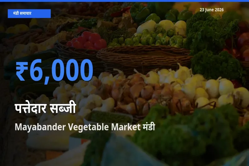 आज पत्तेदार सब्जी के सबसे ज़्यादा दाम Mayabander Vegetable Market मंडी में दर्ज