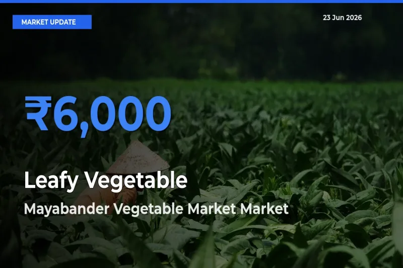 Farmers Prefer Mayabander Vegetable Market as Leafy Vegetable Hits Highest Rate