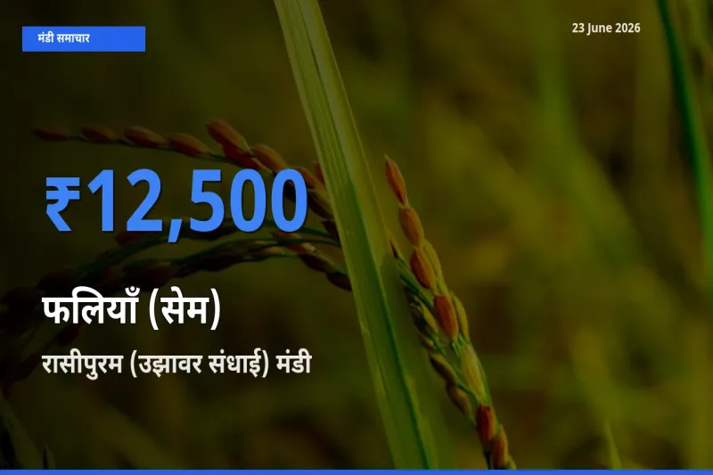 आज का मंडी भाव: फलियाँ (सेम) के सबसे ज़्यादा दाम रासीपुरम (उझावर संधाई) में