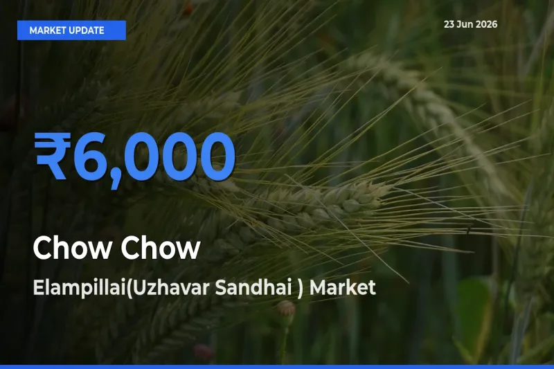Elampillai(Uzhavar Sandhai ) Leads as Top Mandi for Chow Chow Prices
