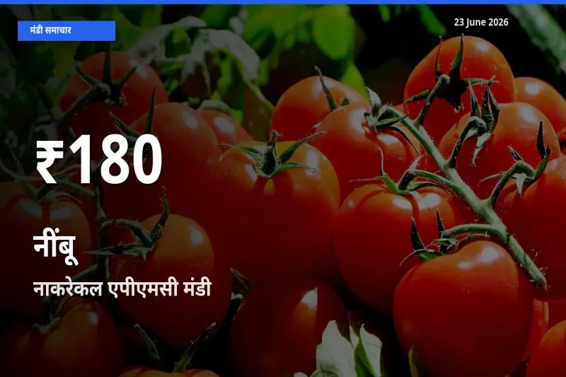 आज का मंडी भाव: नाकरेकल एपीएमसी में नींबू 30 दिन के सबसे कम स्तर पर