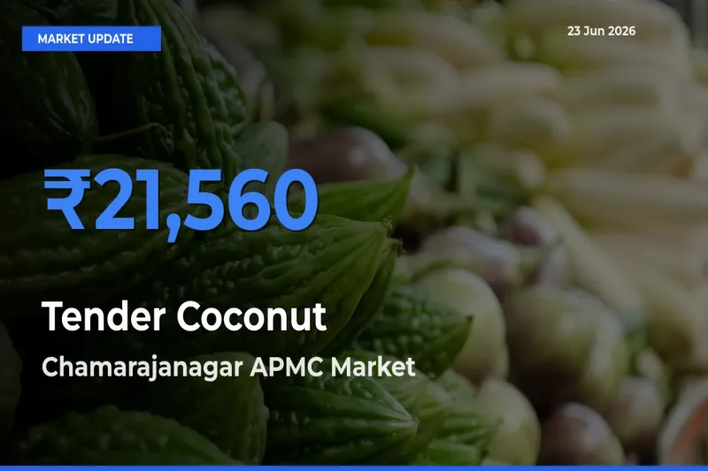 Chamarajanagar APMC Leads as Top Mandi for Tender Coconut Prices