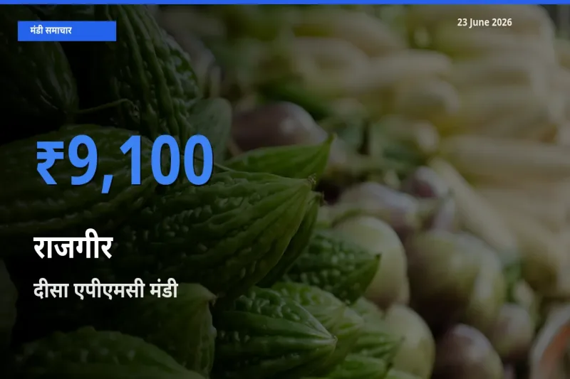 आज राजगीर के सबसे ऊँचे दाम ₹9,100 दीसा एपीएमसी मंडी में