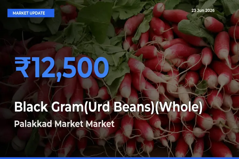 Black Gram(Urd Beans)(Whole) Mandi Rate Today: Palakkad Market Tops the List