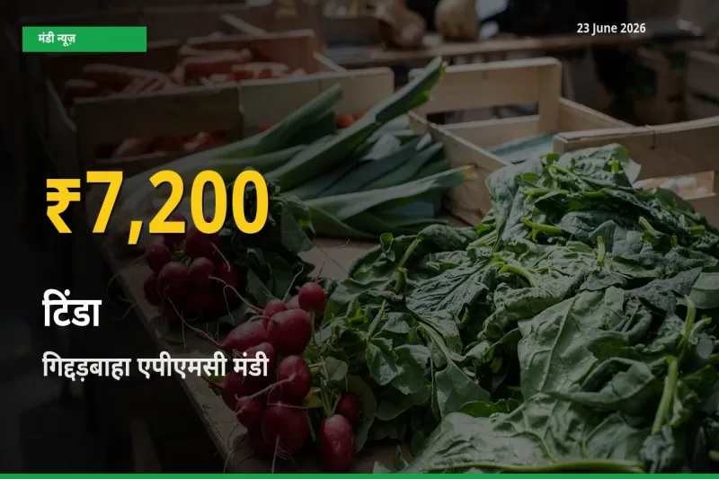 रिकॉर्ड तेज़ी! गिद्दड़बाहा एपीएमसी में टिंडा ₹7,200 पर पहुँचा