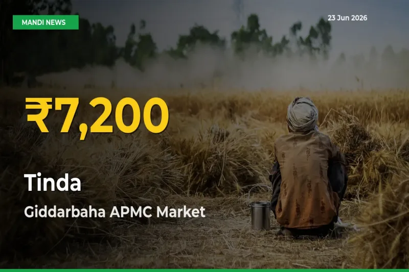Tinda Prices Soar to Record High in Giddarbaha APMC – Farmers Alert Today