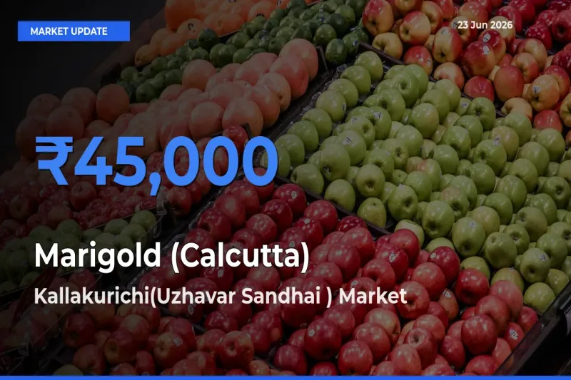 Marigold (Calcutta) Mandi Rate Today: Kallakurichi(Uzhavar Sandhai ) Tops the List