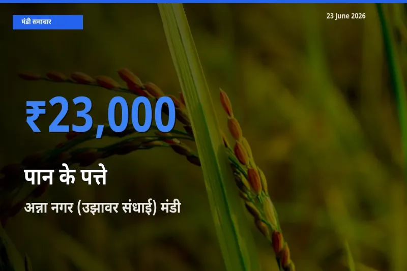 23 June अपडेट: पान के पत्ते के सबसे ऊँचे दाम अन्ना नगर (उझावर संधाई) मंडी में