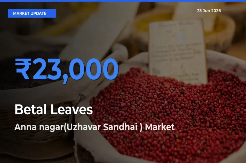 Anna nagar(Uzhavar Sandhai ) Records Highest ₹23,000 Rate for Betal Leaves