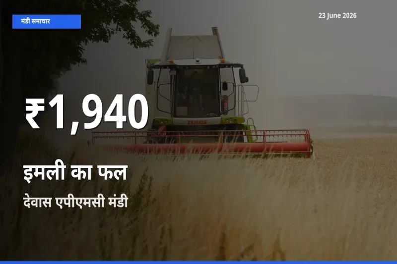 देवास एपीएमसी में इमली का फल के दाम 30 दिन के न्यूनतम स्तर पर, आज का मंडी भाव देखें