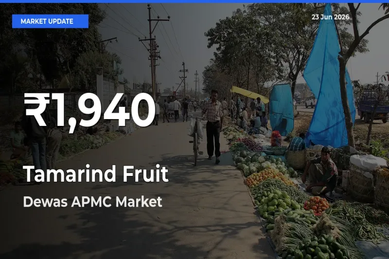 Tamarind Fruit Prices Touch 30-Day Low in Dewas APMC – June 23 Update