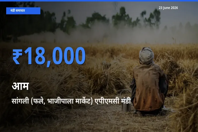 सांगली (फले, भाजीपाला मार्केट) एपीएमसी में आम का आज सबसे ऊँचा भाव