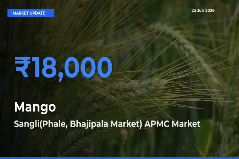 Sangli(Phale, Bhajipala Market) APMC Emerges as Top Mandi for Mango Prices Today