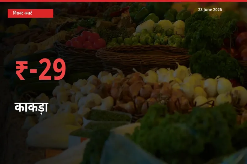 किसानों की चिंता बढ़ी! स्थानीय मंडी में काकड़ा 29.49% गिरा