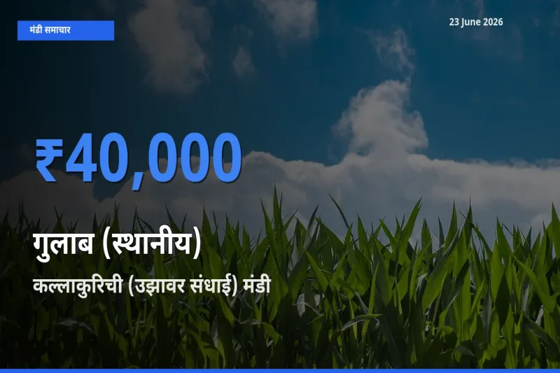 कल्लाकुरिची (उझावर संधाई) मंडी में आज गुलाब (स्थानीय) के सबसे ऊँचे दाम दर्ज