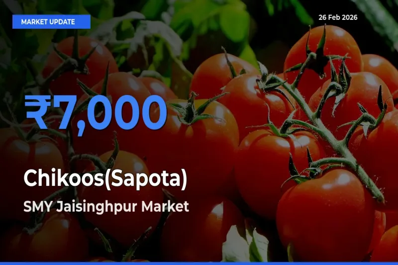 SMY Jaisinghpur Offers ₹7,000 – Highest Chikoos(Sapota) Rate Today