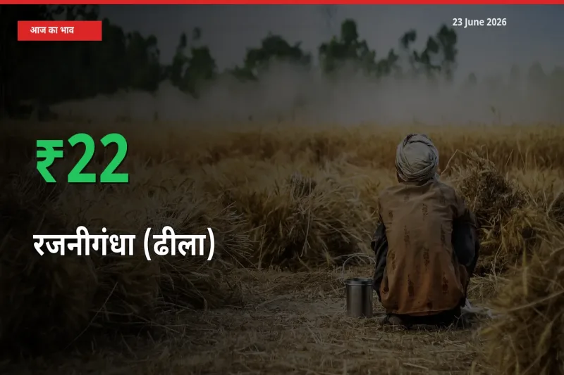 स्थानीय मंडी में रजनीगंधा (ढीला) के दाम अचानक 21.85% उछले, किसान सतर्क