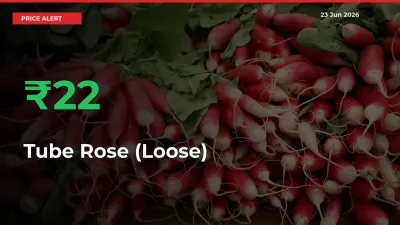 Why Tube Rose (Loose) Prices Rose 21.85% in a Day at Mandis