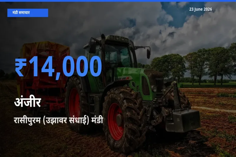 आज का मंडी भाव: अंजीर के सबसे ज़्यादा दाम रासीपुरम (उझावर संधाई) में