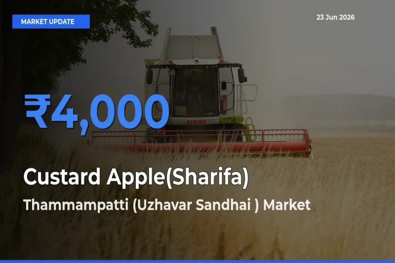 Thammampatti (Uzhavar Sandhai ) Records Highest ₹4,000 Rate for Custard Apple(Sharifa)