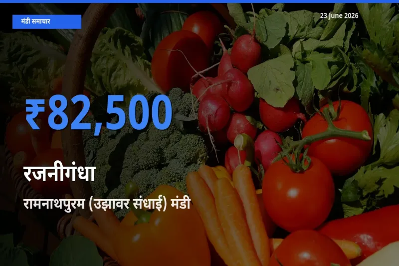 आज रजनीगंधा के सबसे ऊँचे दाम ₹82,500 रामनाथपुरम (उझावर संधाई) मंडी में