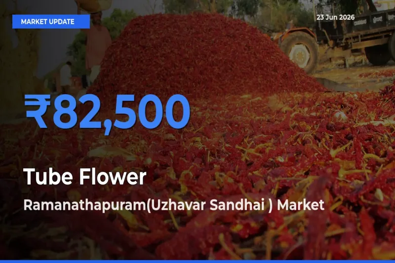 Top Performer! Ramanathapuram(Uzhavar Sandhai ) Offers Best Tube Flower Price Today