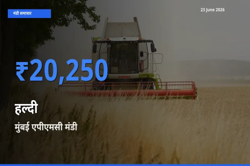 आज हल्दी के सबसे ज़्यादा दाम मुंबई एपीएमसी मंडी में दर्ज