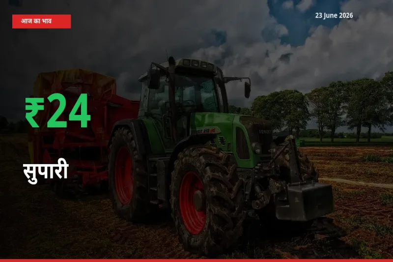 23 June अपडेट: सुपारी के दाम मंडी में 23.7% उछले