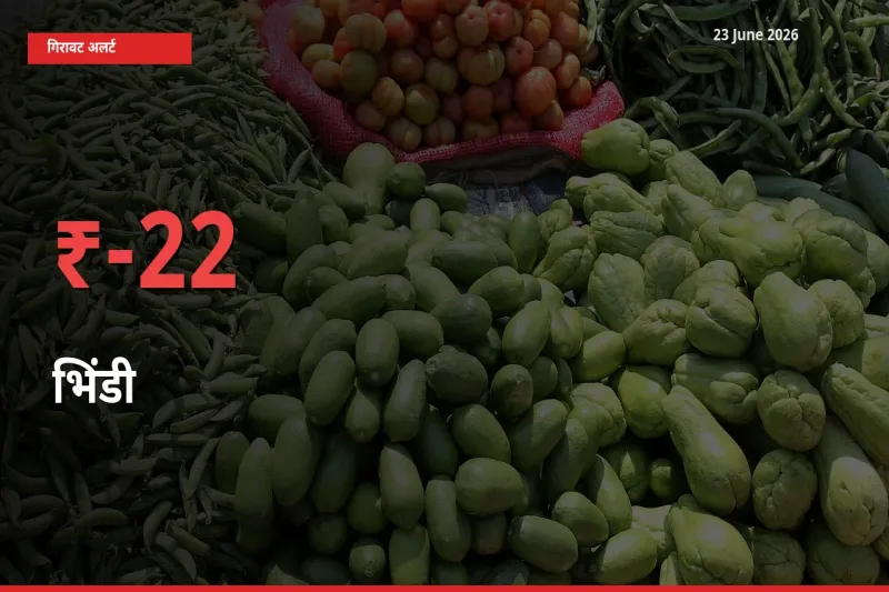 अचानक झटका! मंडी में भिंडी के दाम 22.02% टूटे