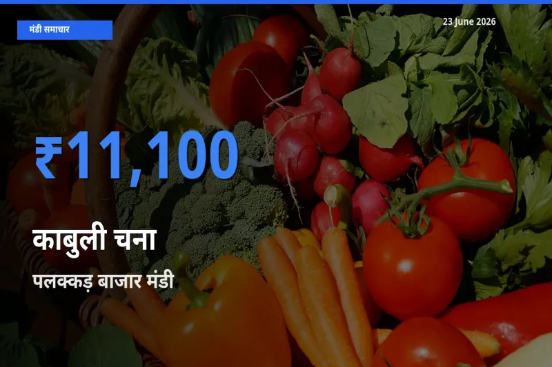 बाज़ार संकेत: पलक्कड़ बाजार बना काबुली चना के लिए आज की टॉप मंडी