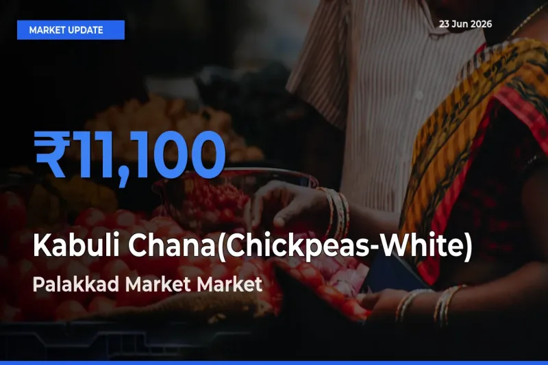 Top Performer! Palakkad Market Offers Best Kabuli Chana(Chickpeas-White) Price Today