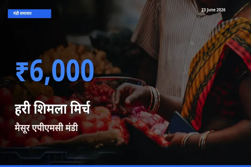 आज का मंडी भाव: हरी शिमला मिर्च के सबसे ज़्यादा दाम मैसूर एपीएमसी में