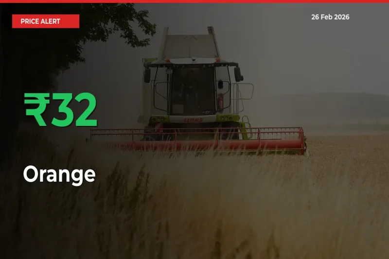 Orange Mandi Rate Today: Prices Jump 32.13% at Market