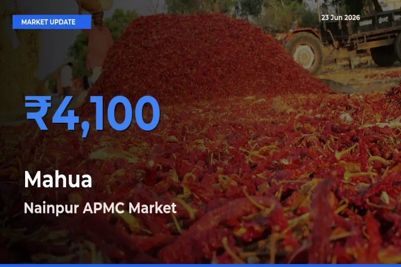 Farmers Prefer Nainpur APMC as Mahua Hits Highest Rate