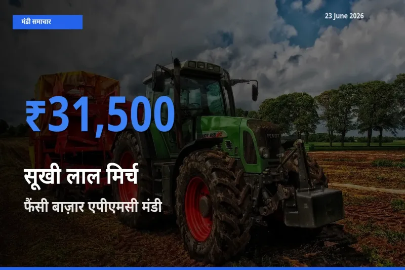 बाज़ार संकेत: फैंसी बाज़ार एपीएमसी बना सूखी लाल मिर्च के लिए आज की टॉप मंडी