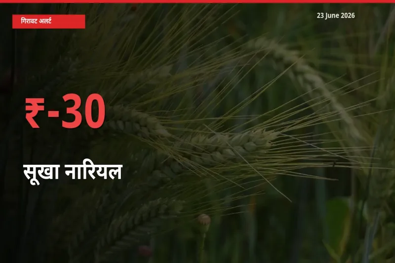 बाज़ार संकेत: सूखा नारियल के भाव मंडी में 30.41% नीचे