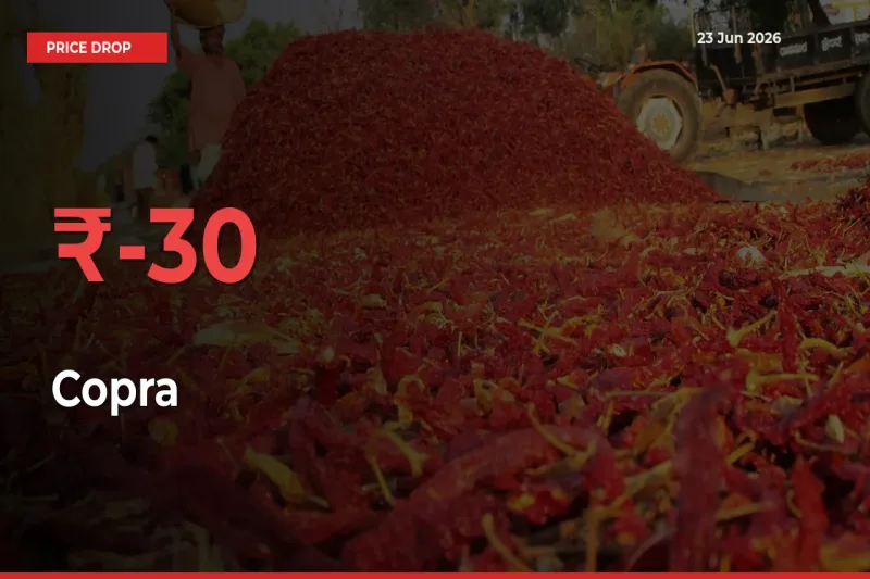 Copra Falls 30.41% at Mandis