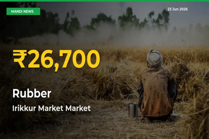 Big Jump in Rubber Prices! Irikkur Market Records New Peak Today