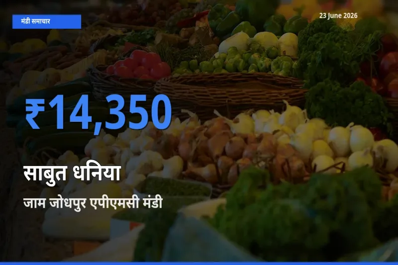 किसानों की पसंद बना जाम जोधपुर एपीएमसी, साबुत धनिया के सबसे अच्छे दाम