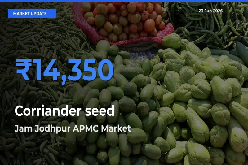 Jam Jodhpur APMC Records Highest ₹14,350 Rate for Corriander seed