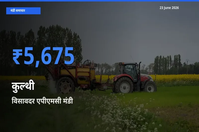 विसावदर एपीएमसी मंडी में कुल्थी ₹5,675 पर पहुँचा – आज का सर्वोच्च भाव