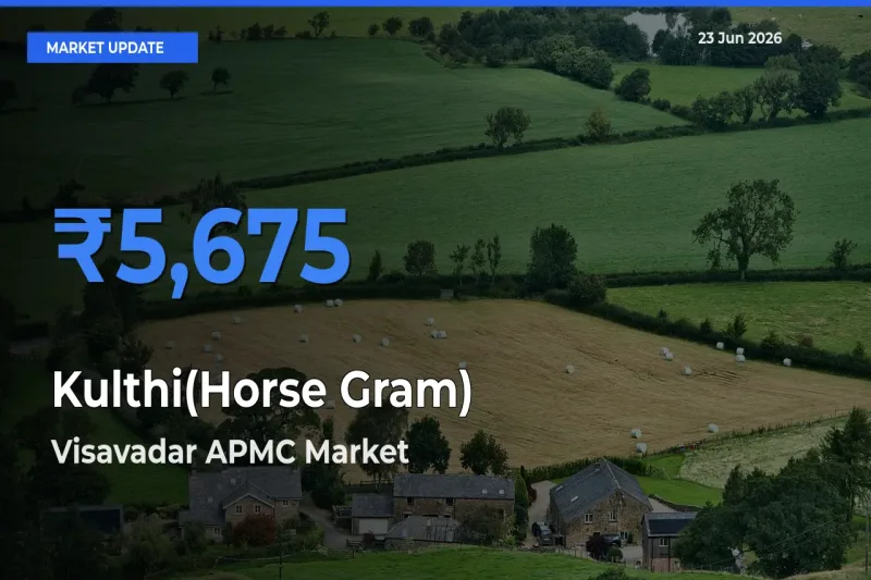 Visavadar APMC Tops Kulthi(Horse Gram) Rates – June 23 Market Update