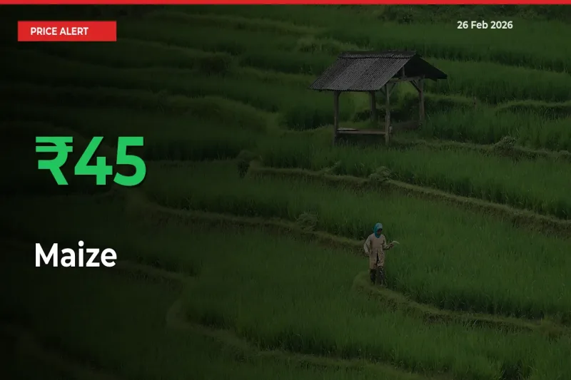 44.89% Spike in Maize Prices – Mandi Sees Sudden Rally