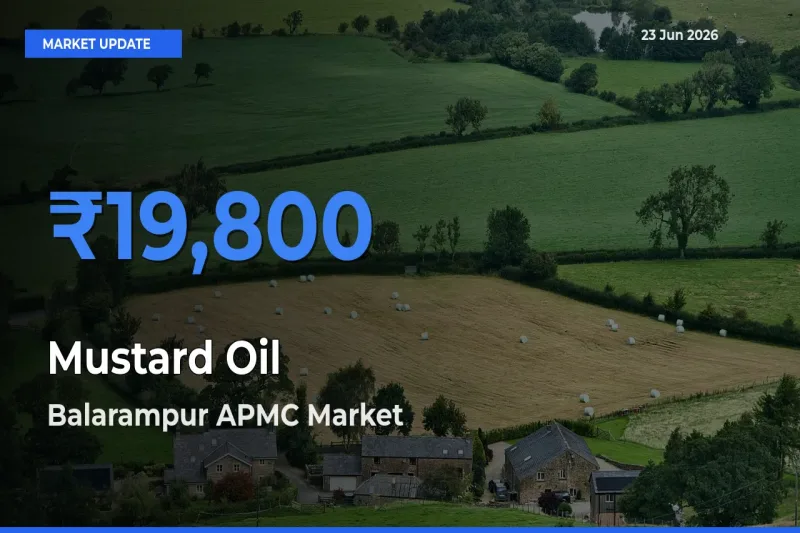 Farmers Prefer Balarampur APMC as Mustard Oil Hits Highest Rate