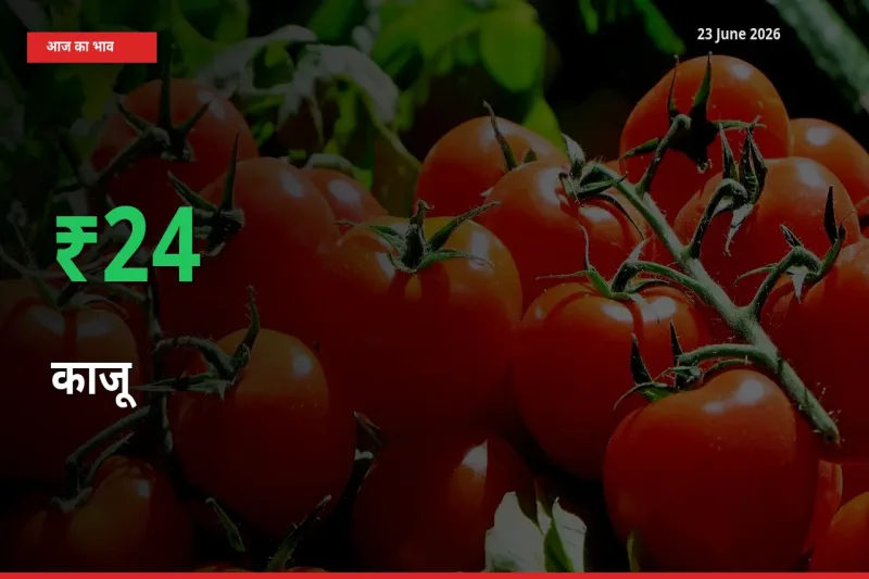 काजू 23.55% उछला, मंडी
