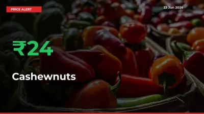 Cashewnuts Prices Rise 23.55% in a Day at Major Mandis