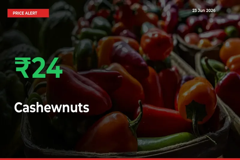 Cashewnuts Prices Rise 23.55% in a Day at Major Mandis